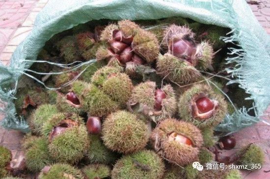 板栗怎么储藏效果最好 保存新鲜板栗的6种方法