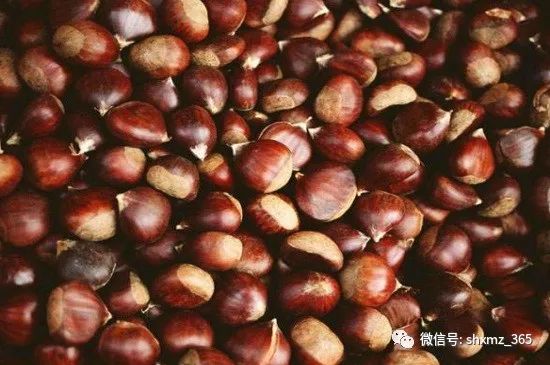 板栗怎么储藏效果最好 保存新鲜板栗的6种方法
