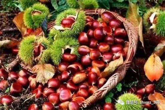 板栗怎么储藏效果最好 保存新鲜板栗的6种方法