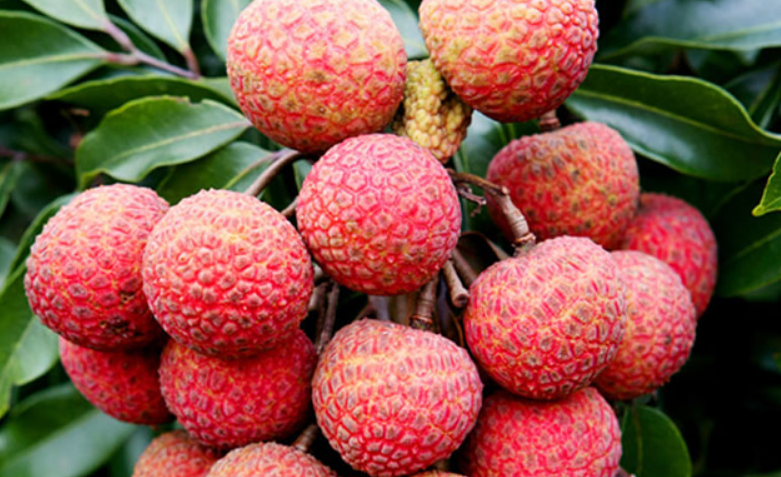 广州特产有哪些出名 广州最著名的特产排行榜