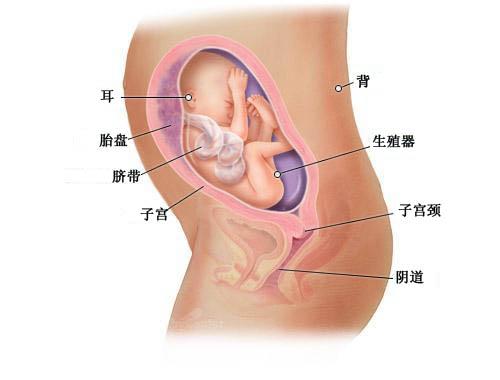 【怀孕26周】怀孕26周胎儿图 26周是几个月应注意什么