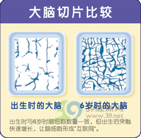 高水平DHA:宝宝营养启智关键