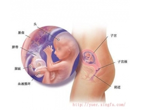 怀孕4个月胎儿图 怀孕4个月胎儿发育彩超（图）