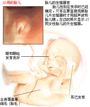怀孕第五个月胎儿图(怀孕五个月四维彩超)