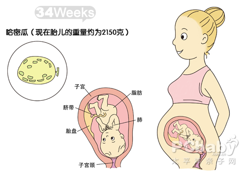 【怀孕34周】怀孕34周胎儿图 怀孕34周胎动注意事项