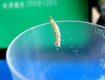 贝因美奶粉一年三次深陷虫子门 网友怒诉在卖虫